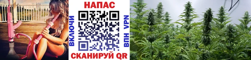 Шишки марихуана марихуана  Павлово 